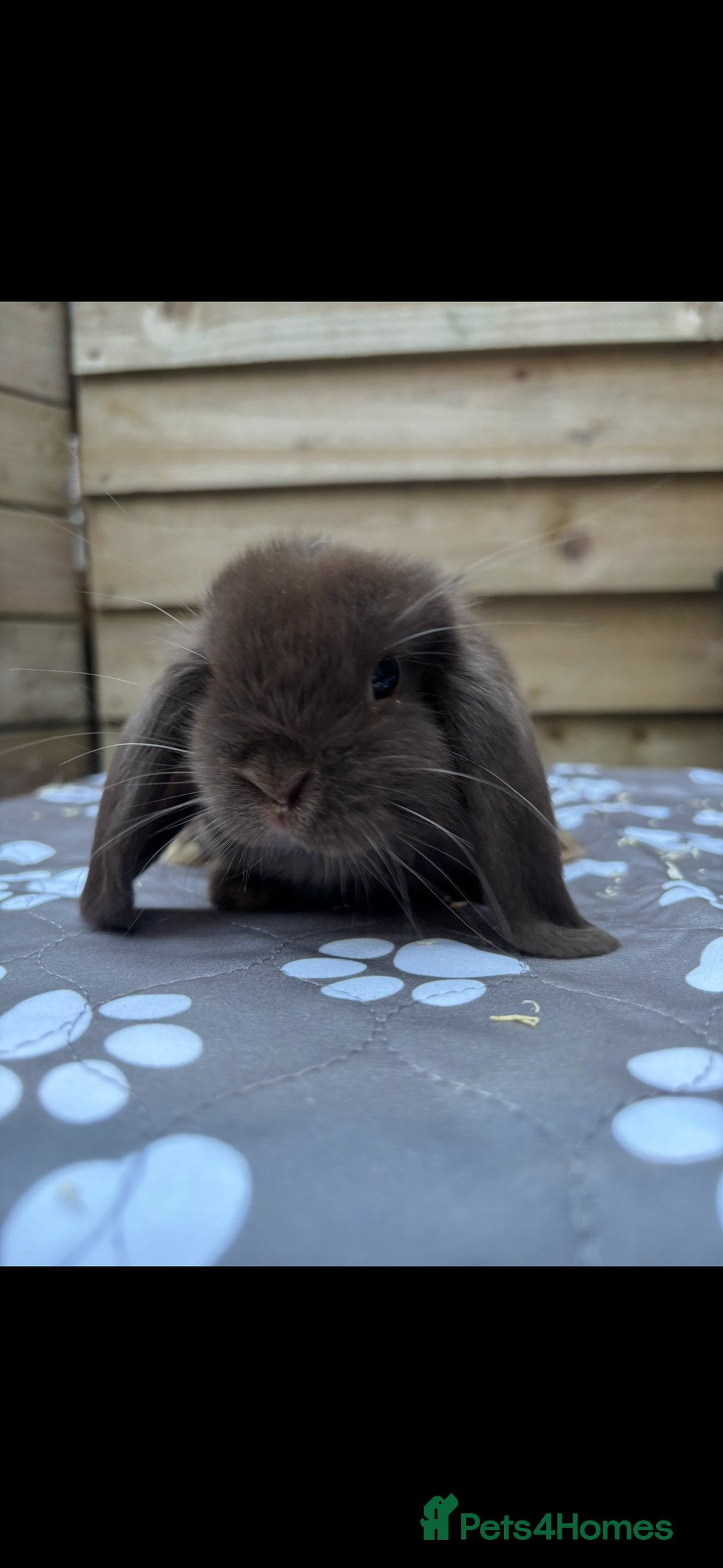 Mini Lop rabbits for sale: Mini lops  - Image 6