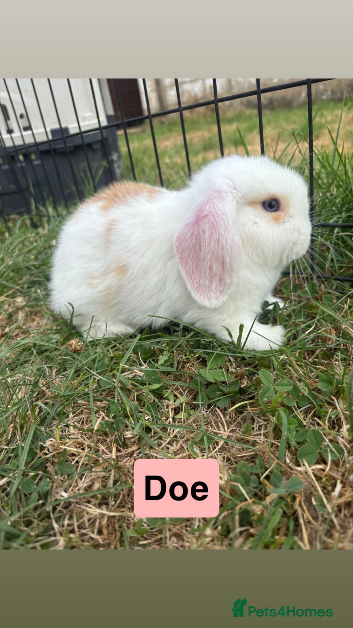 Mini Lop rabbits LAST ONE!! Adorable Mini Lop babies - Advert 1
