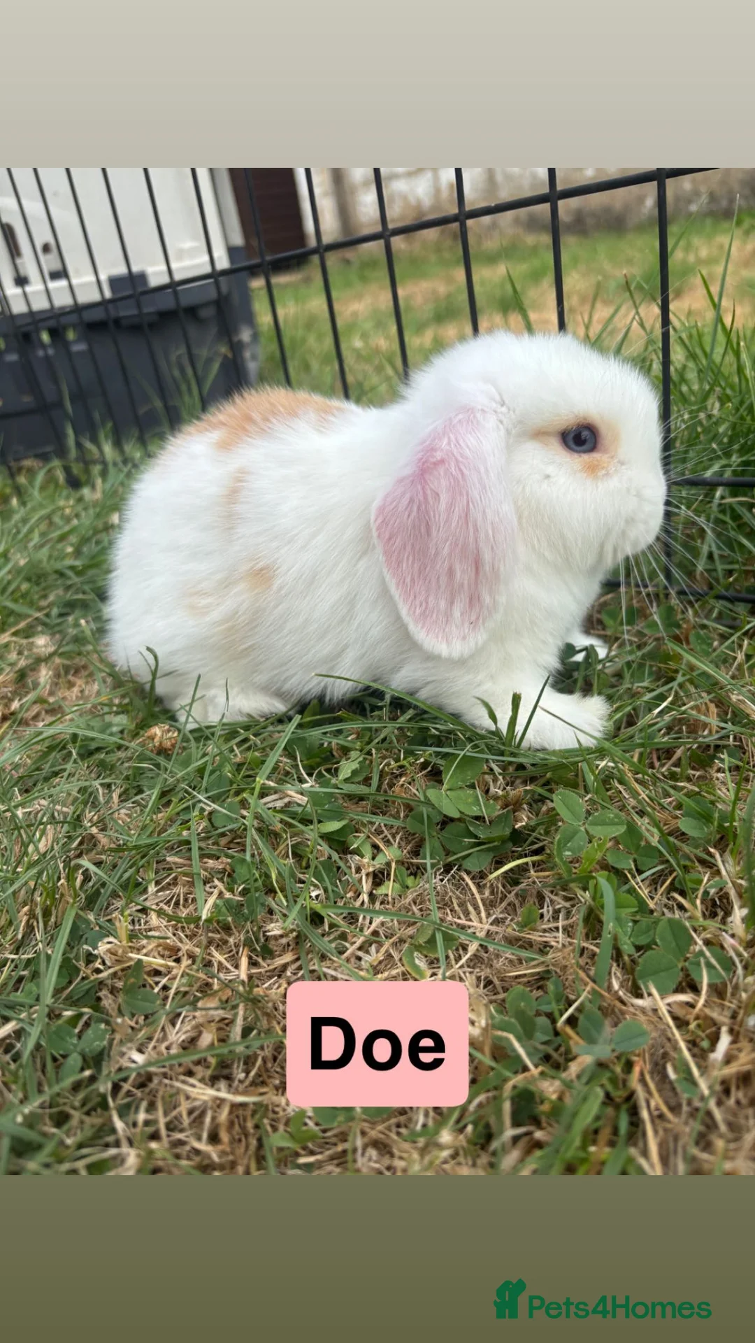 Mini Lop rabbits for sale: READY NOW!!! Adorable Mini Lop babies - Advert 1