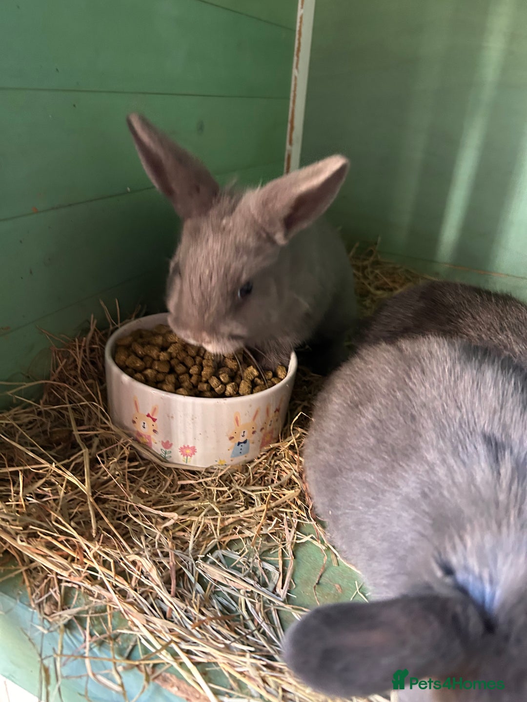 Mixed Breed rabbits for sale: Baby bunnies - Advert 7