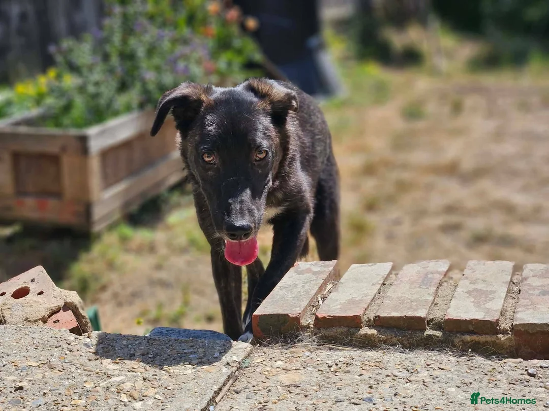 Mixed Breed dogs for adoption: Green for adoption in Brighton - Advert 2