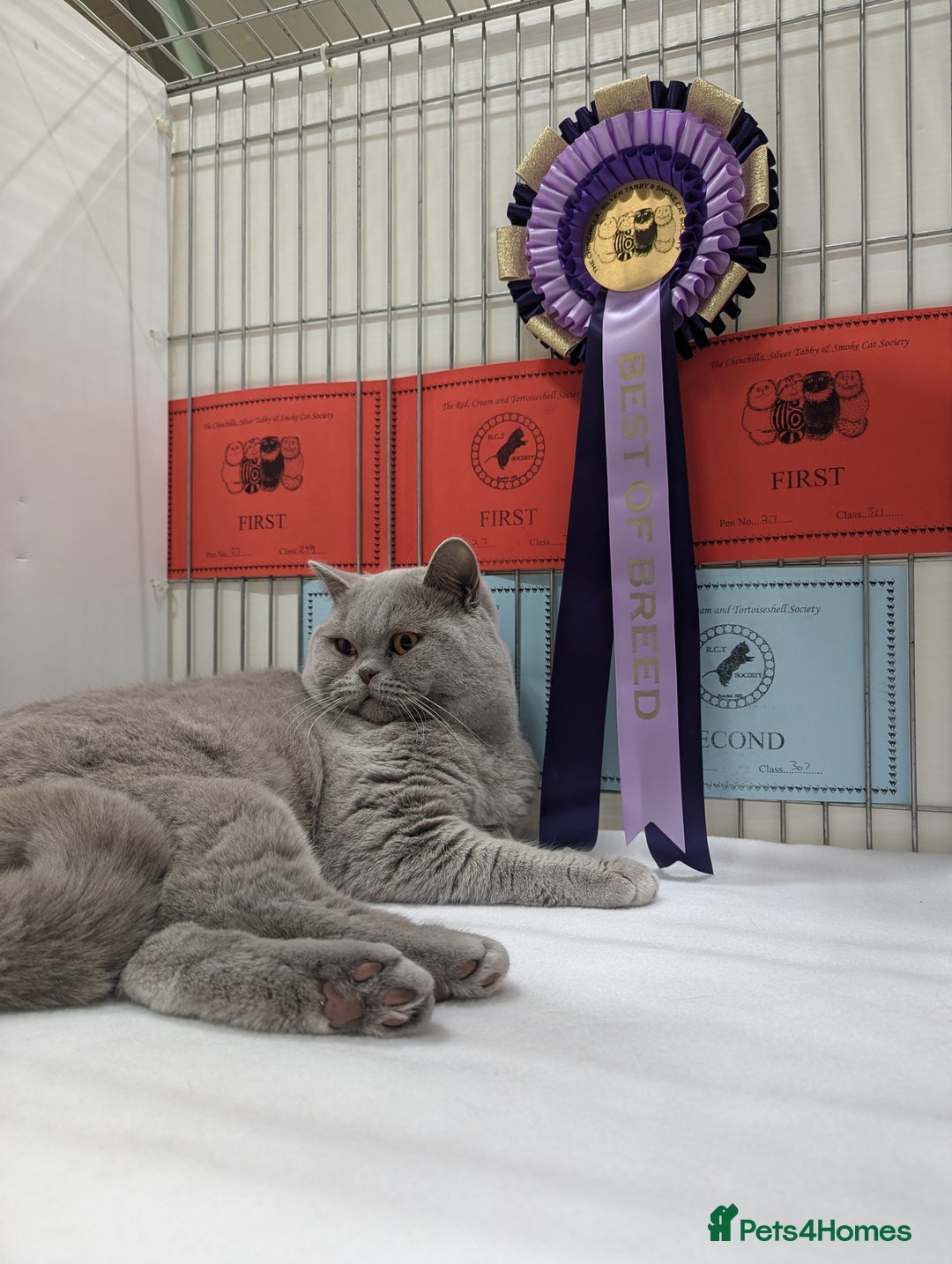 British Shorthair cats for stud: BSH Champion lilac Stud. in Derby - Advert 5