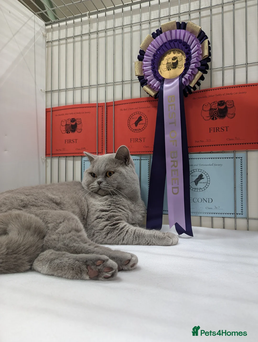 British Shorthair cats for stud: BSH Champion lilac Stud. in Derby - Advert 5