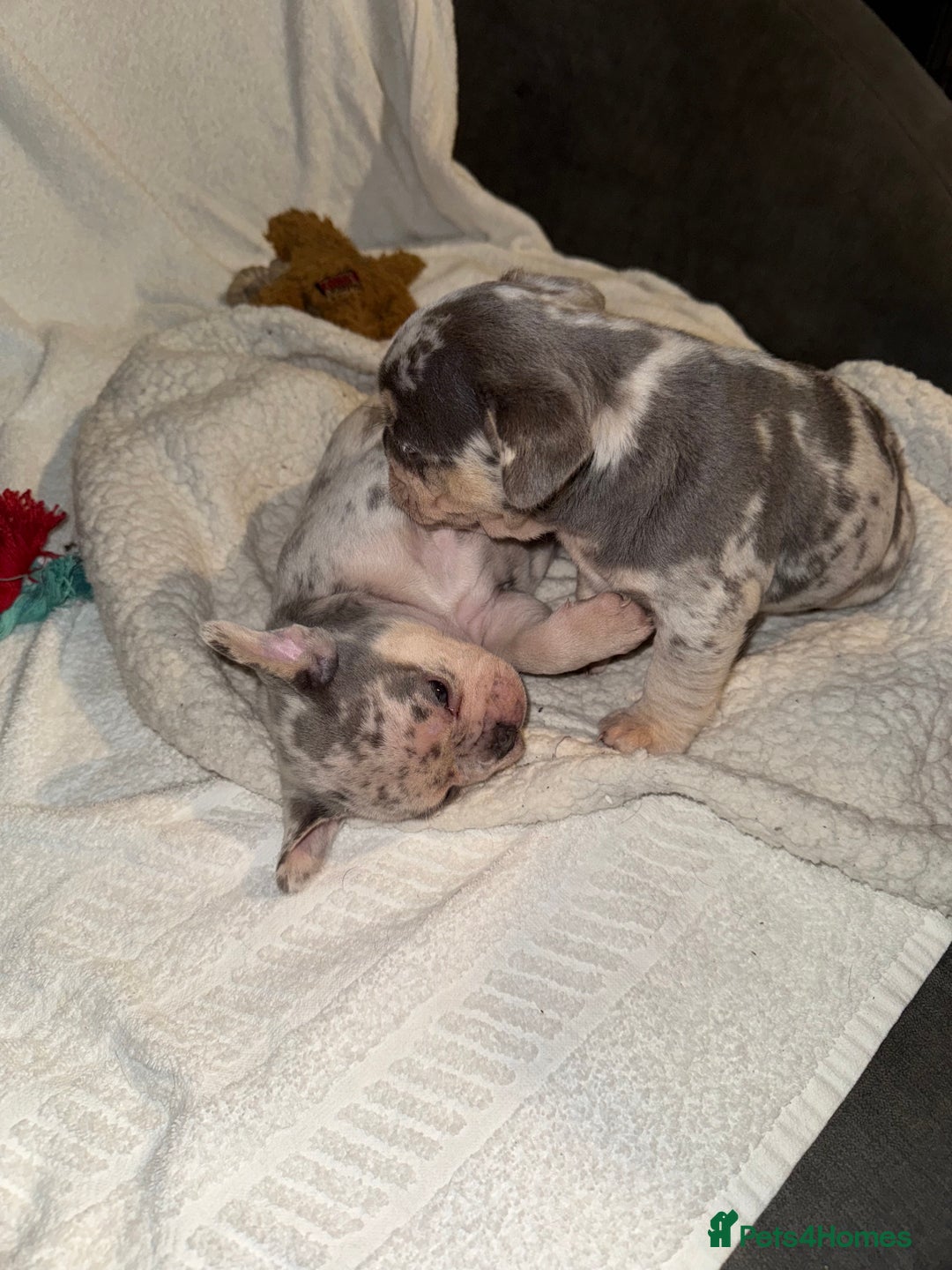 French Bulldog dogs for sale: 🐶 Stunning Merle Lilac Fawn French Bulldogs - Advert 25