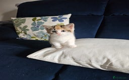 Mixed Breed cats for sale: Chinchilla Persian cross kittens  - Image 4