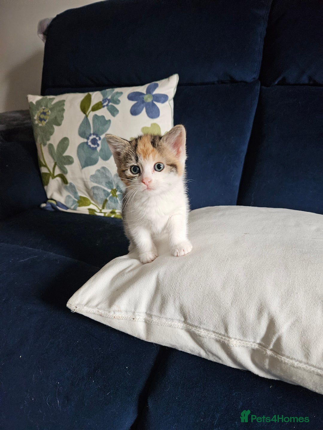 Mixed Breed cats for sale: Chinchilla Persian cross kittens  - Image 4