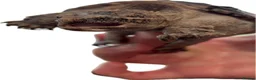 Turtle reptiles for sale: Snapping turtle and vivarium  in Warrington - Advert 2