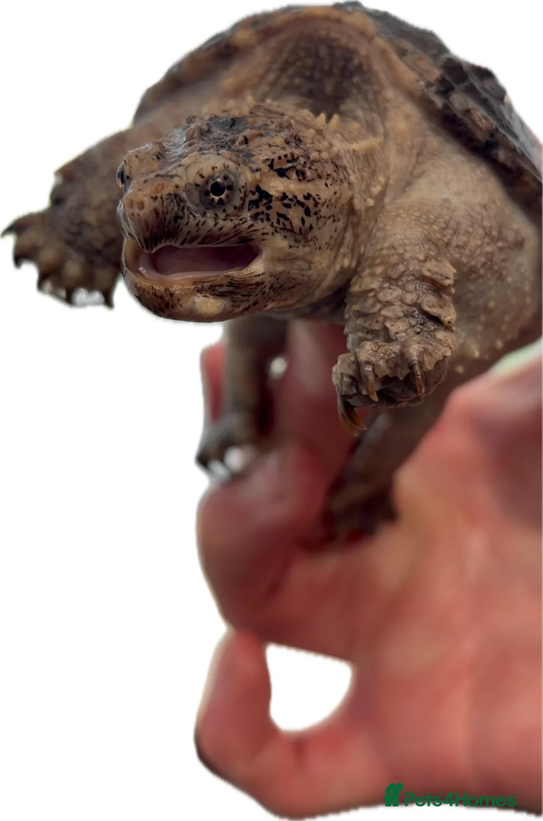 Turtle reptiles for sale: Snapping turtle and vivarium  in Warrington - Advert 2