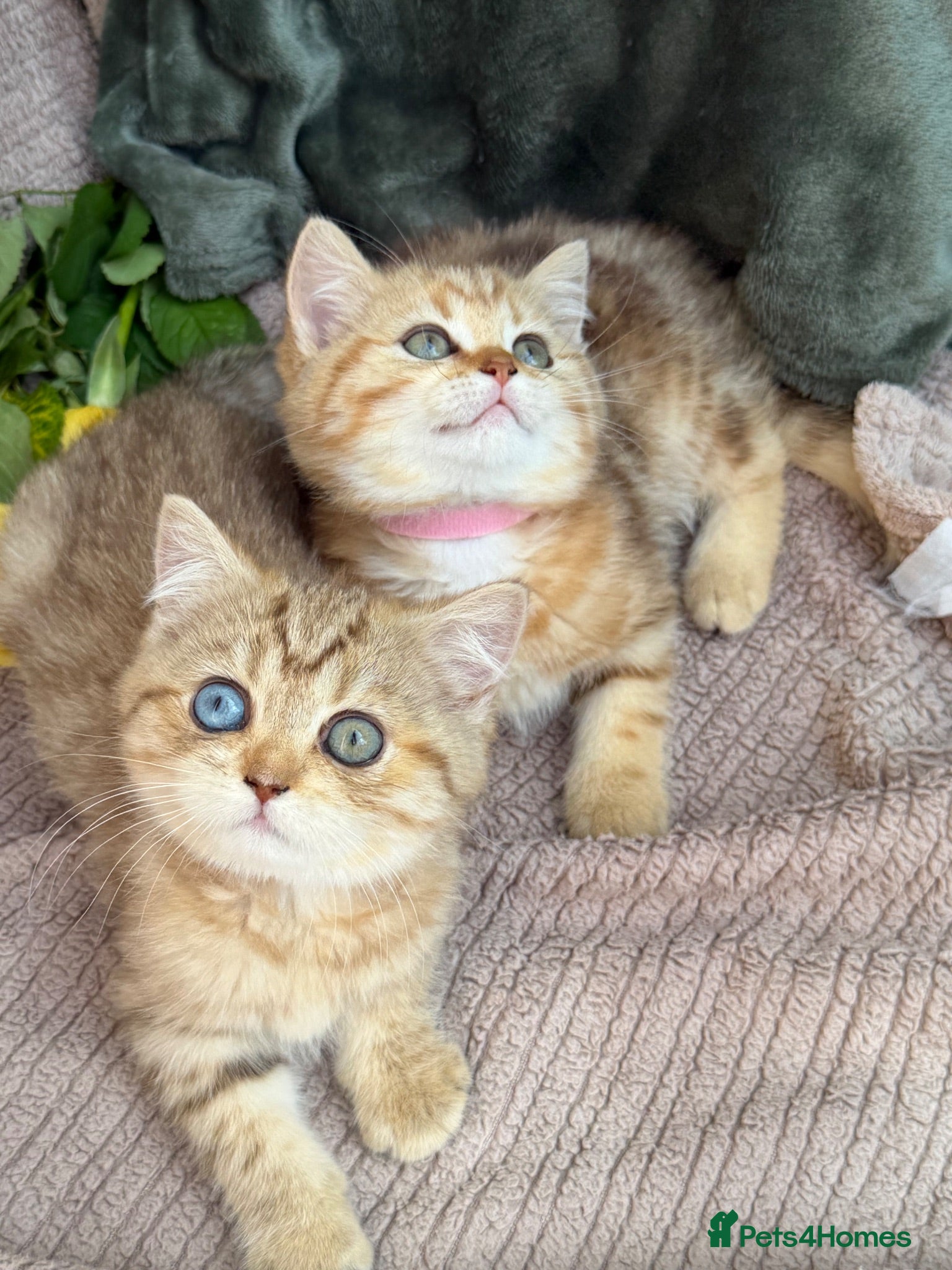 British Shorthair cats British Sh golden odd /blue eyed kittens GCCF  - Advert 6