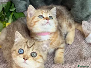 British Shorthair cats British Sh golden odd /blue eyed kittens GCCF - Advert 6