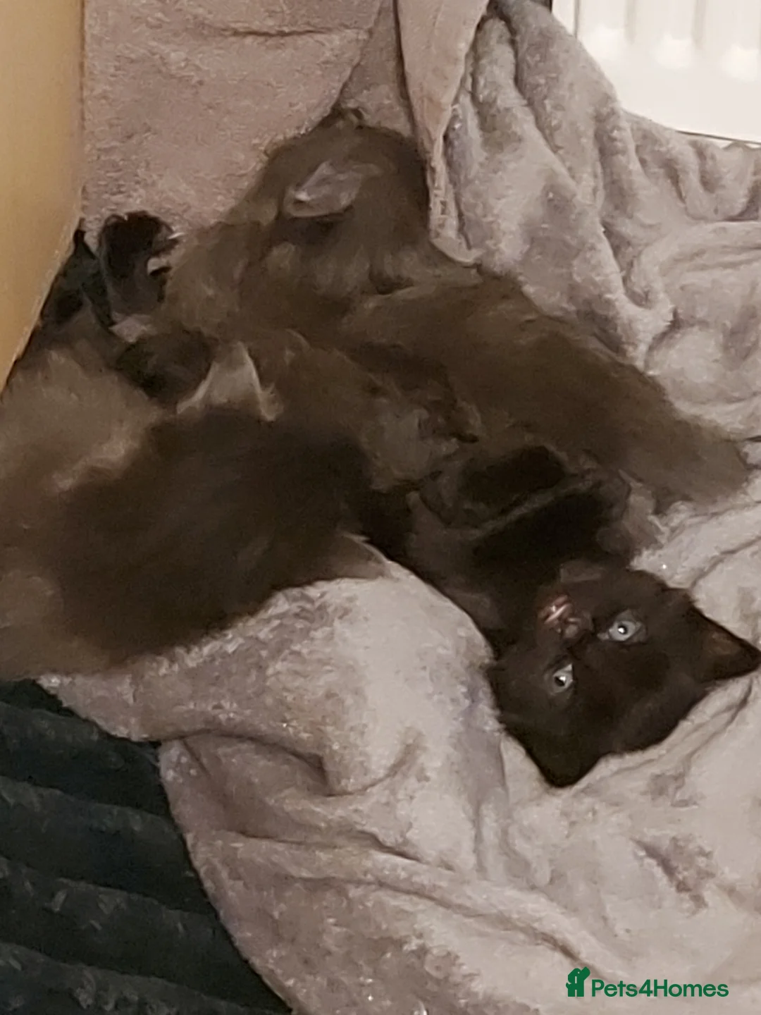 Mixed Breed cats for sale: Beautiful long haired kittens  - Advert 4