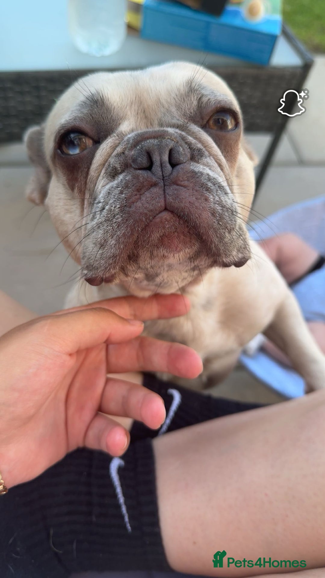 French Bulldog dogs for sale: French bulldog - Image 3
