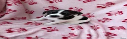 Jack Russell dogs for sale: 2 jack Russell puppies - Advert 8