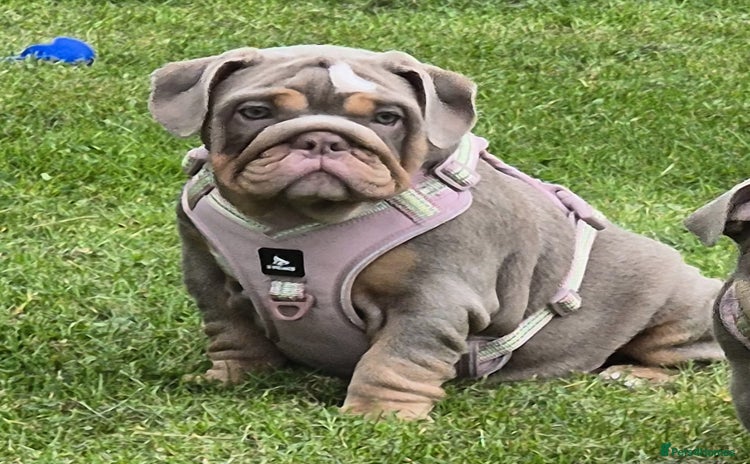 English Bulldog dogs - Advert 12