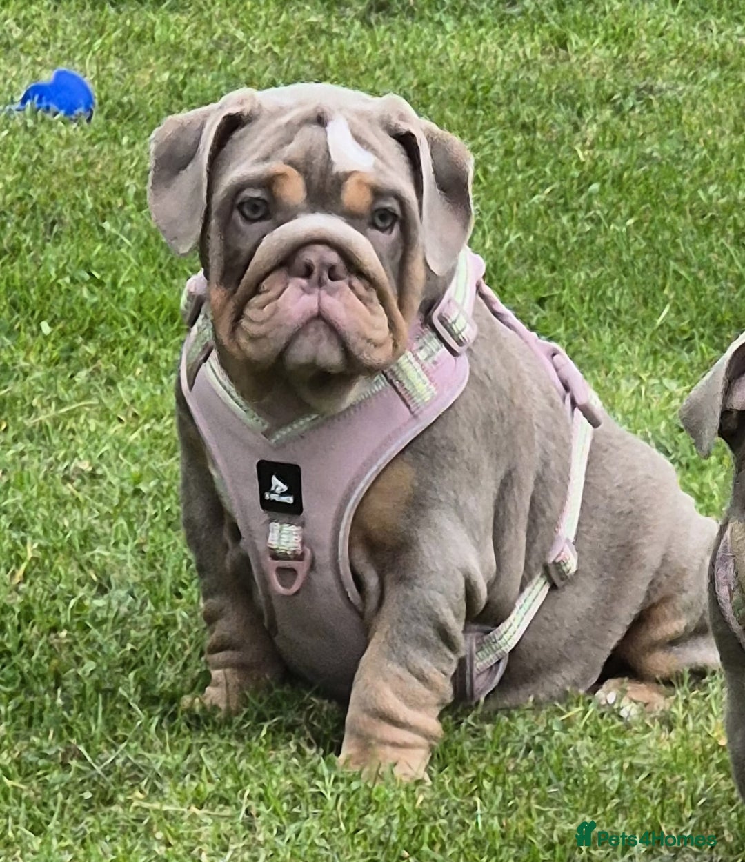 English Bulldog dogs for sale: Final Female English Bulldog available - Image 1