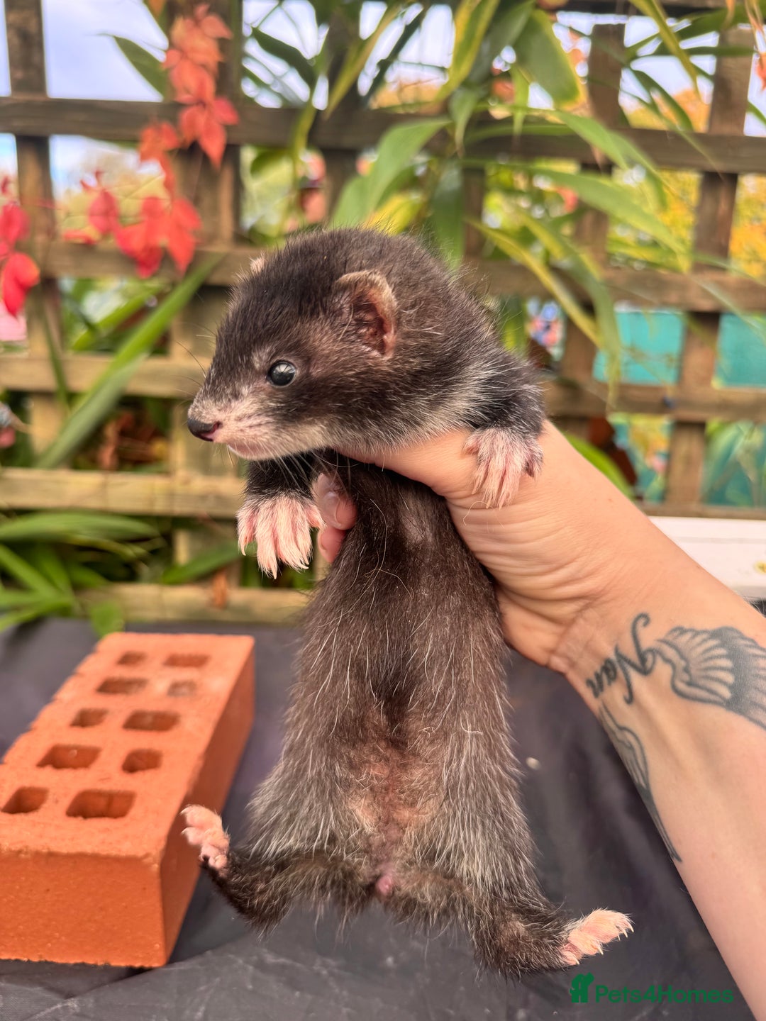 Ferret rodents for sale: Beautiful ferrets for sale - Image 6