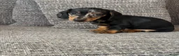 Dachshund dogs for sale: Dachshund puppies - Advert 20
