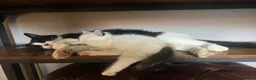 Mixed Breed cats for sale: Gorgeous fluffballs looking for loving homes - Advert 13