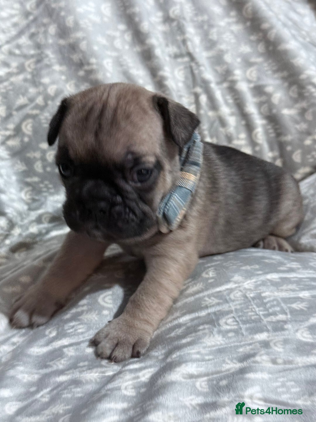 French Bulldog dogs for sale: French bulldog puppies for sale! - Advert 25