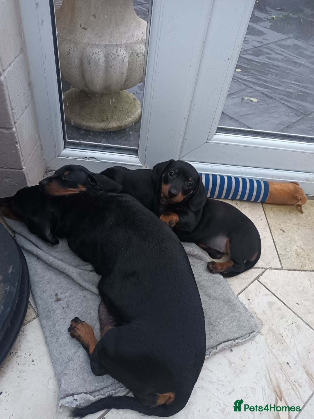Miniature Dachshund dogs for sale: Black and Tan Miniature Dachshund Puppies 3 Boys - Advert 36