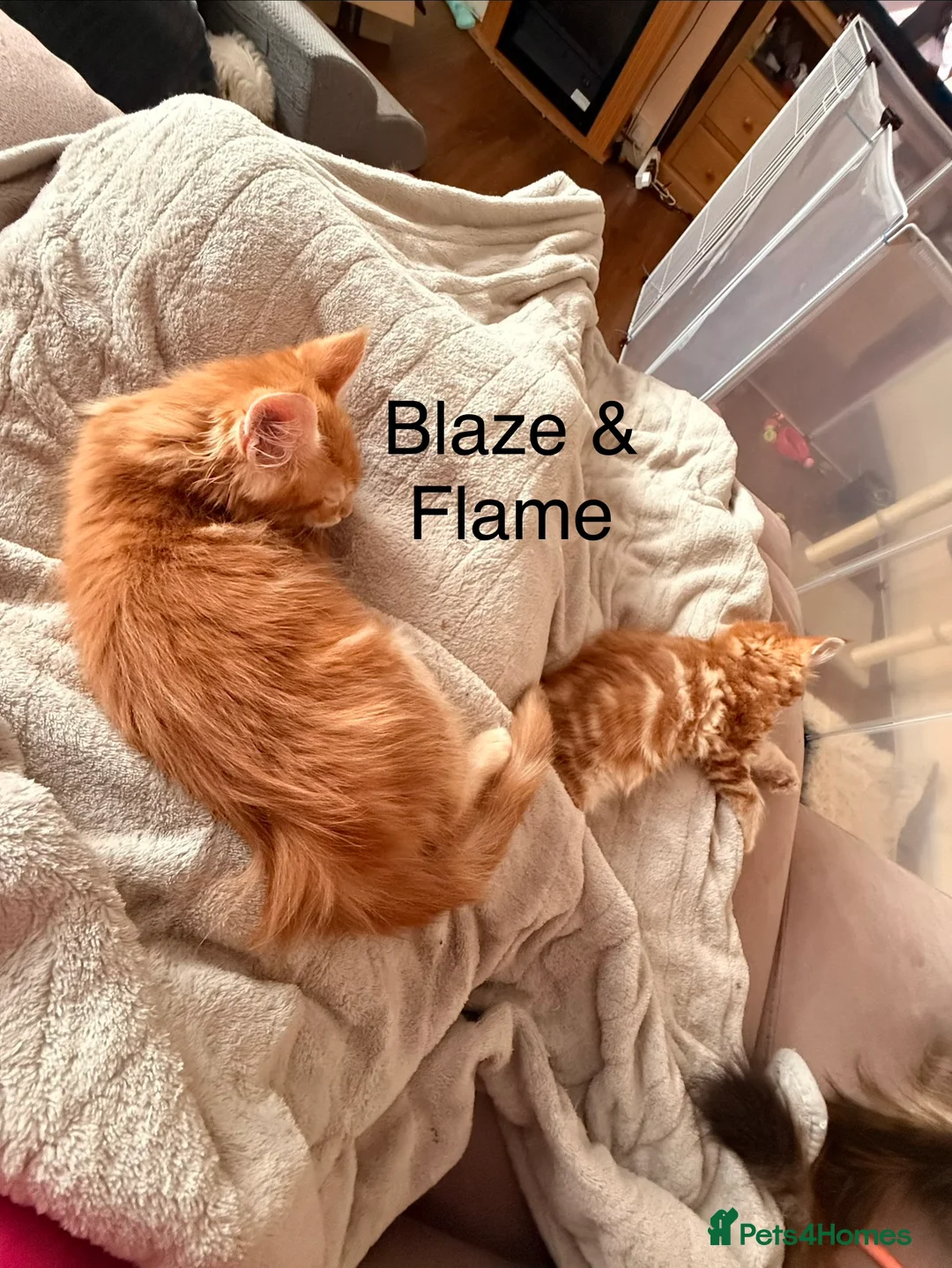 Maine Coon cats for sale: Fully registered Maine Coon kittens  - Advert 11