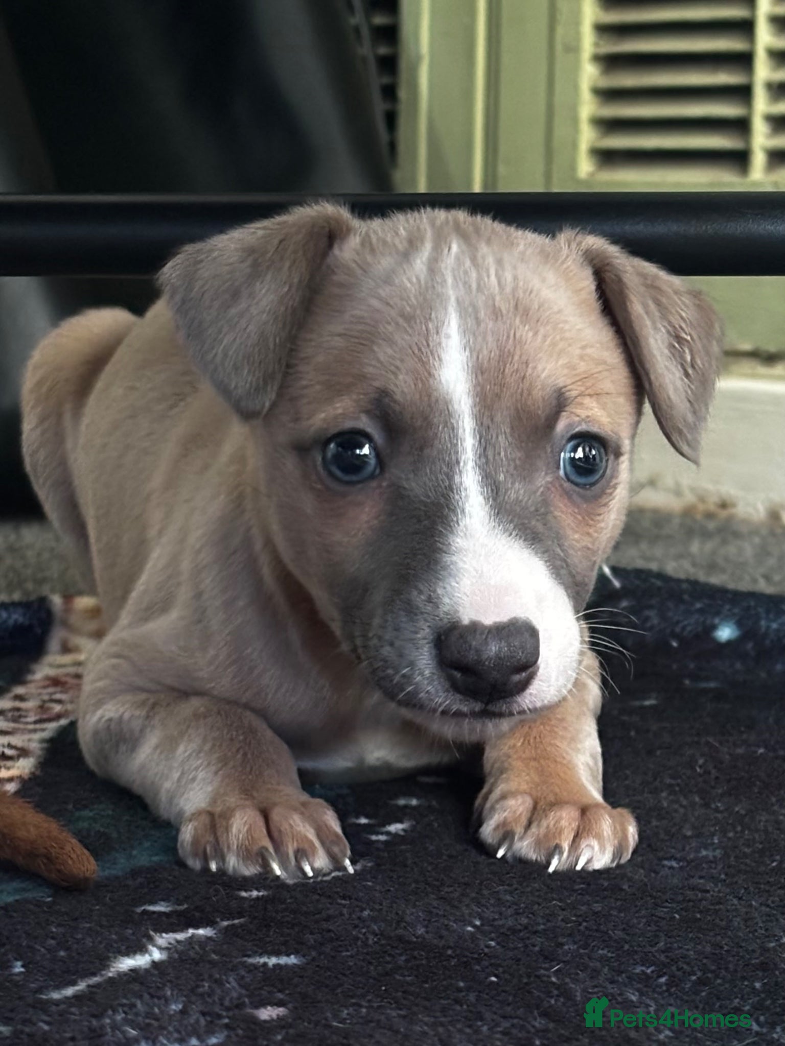 Whippet dogs Whippet pups - Advert 1