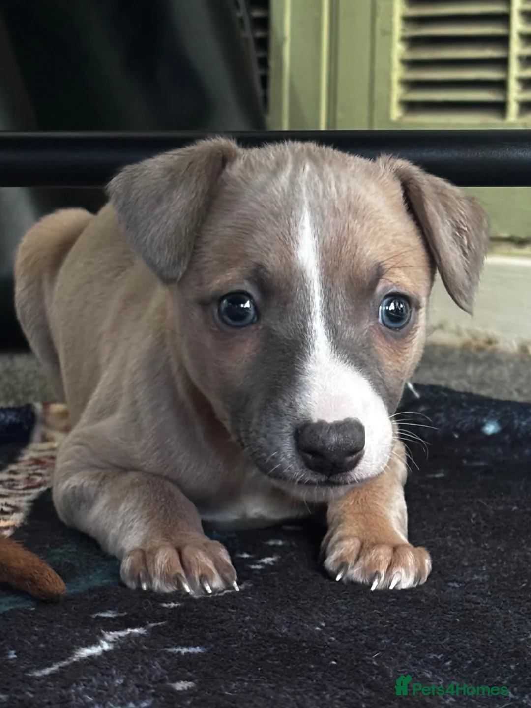 Whippet dogs for sale: Whippet pups - Advert 1