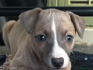 Whippet dogs Whippet pups - Advert 1