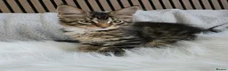 Maine Coon cats for sale: 3 Maine Coon kittens. - Advert 2