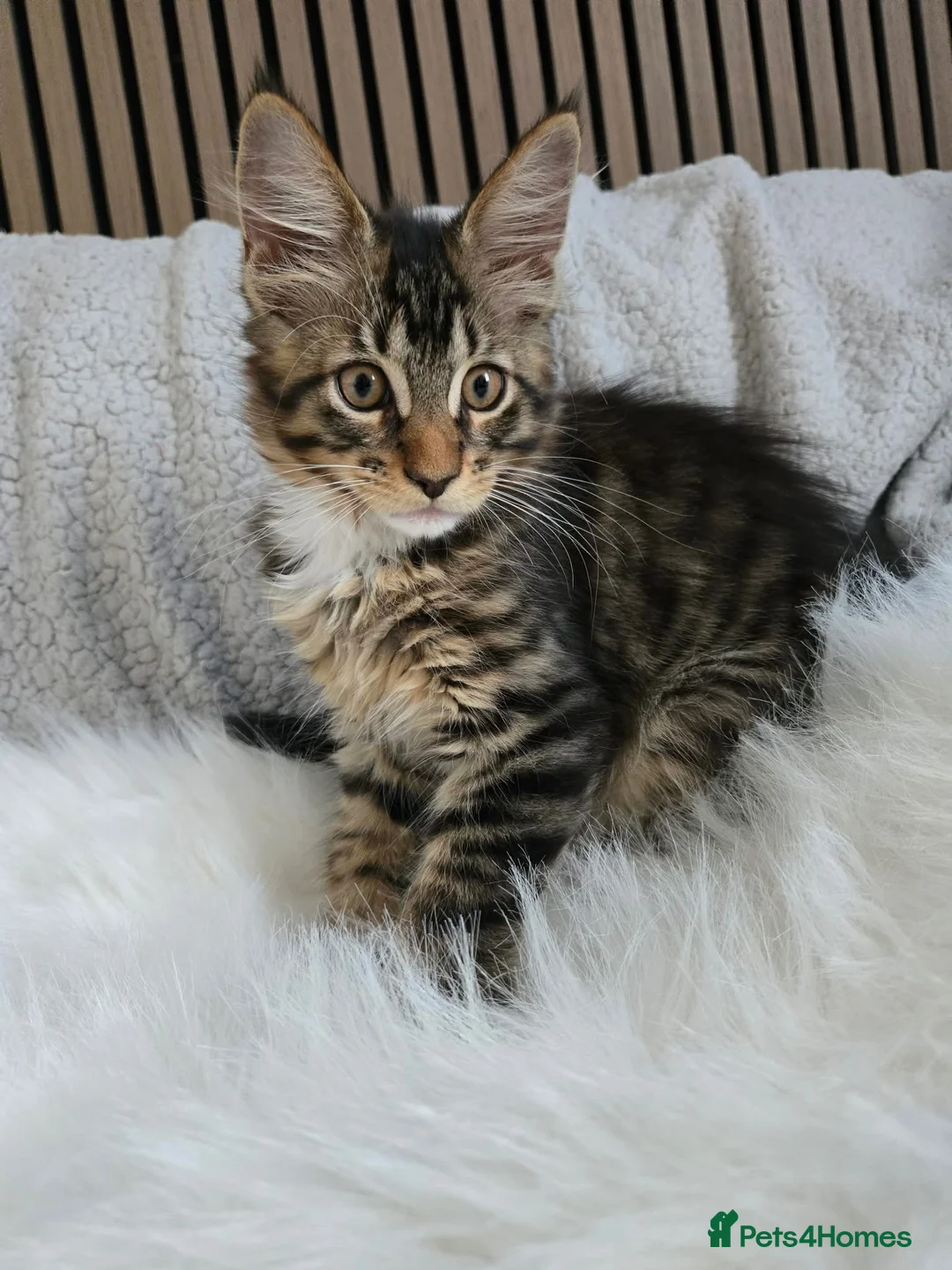 Maine Coon cats for sale: 3 Maine Coon kittens. - Advert 2