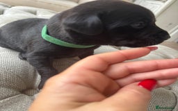 Labrador Retriever dogs for sale: Stunning homebred labs - Image 15