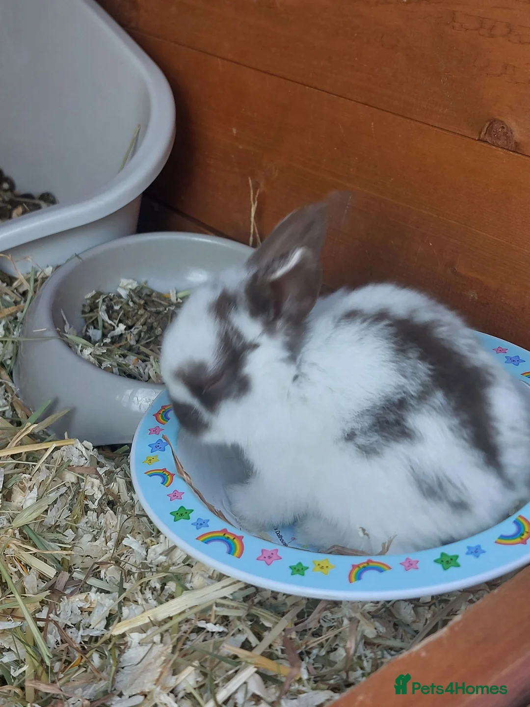 English Lop rabbits for sale: Pure bread lop  - Advert 3