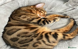 Bengal cats for sale: ⭐️TICA Triple Grand Champion⭐️ - Image 13