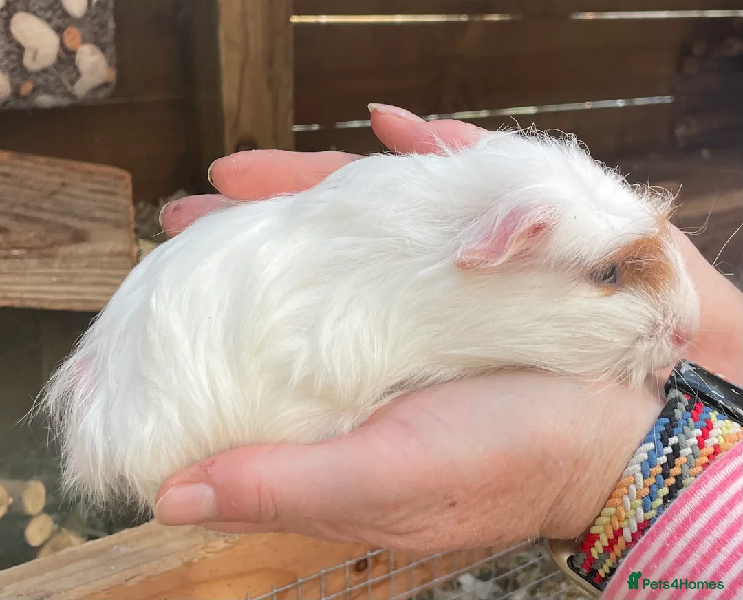 Guinea Pig rodents for sale: Baby sow/girl guinea pigs babies - Advert 2