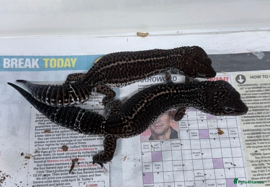 Leopard Gecko reptiles Breeding pair of black nights panda makers  - Advert 1