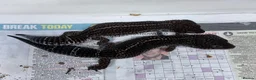 Leopard Gecko reptiles for sale: Breeding pair of black nights panda makers  - Advert 1