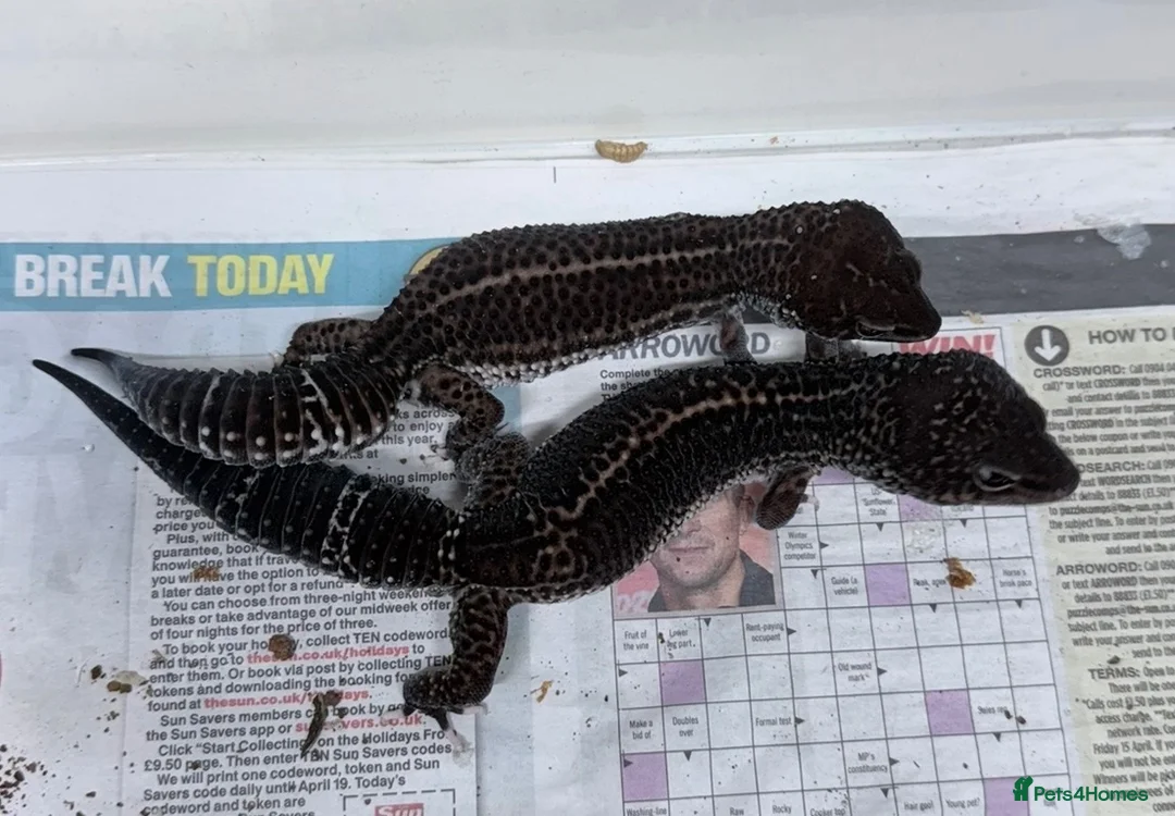 Leopard Gecko reptiles for sale: Breeding pair of black nights panda makers  - Advert 1
