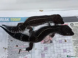 Leopard Gecko reptiles Breeding pair of black nights panda makers - Advert 1
