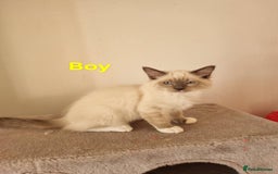 Ragdoll cats for sale: Bicolour ragdoll kittens  - Image 9