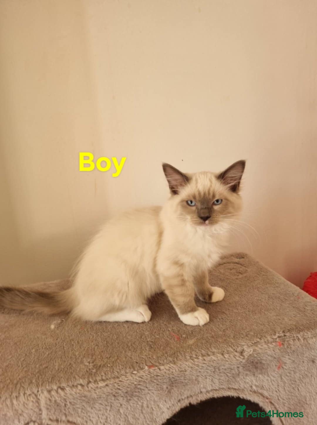 Ragdoll cats for sale: Bicolour ragdoll kittens  - Image 9