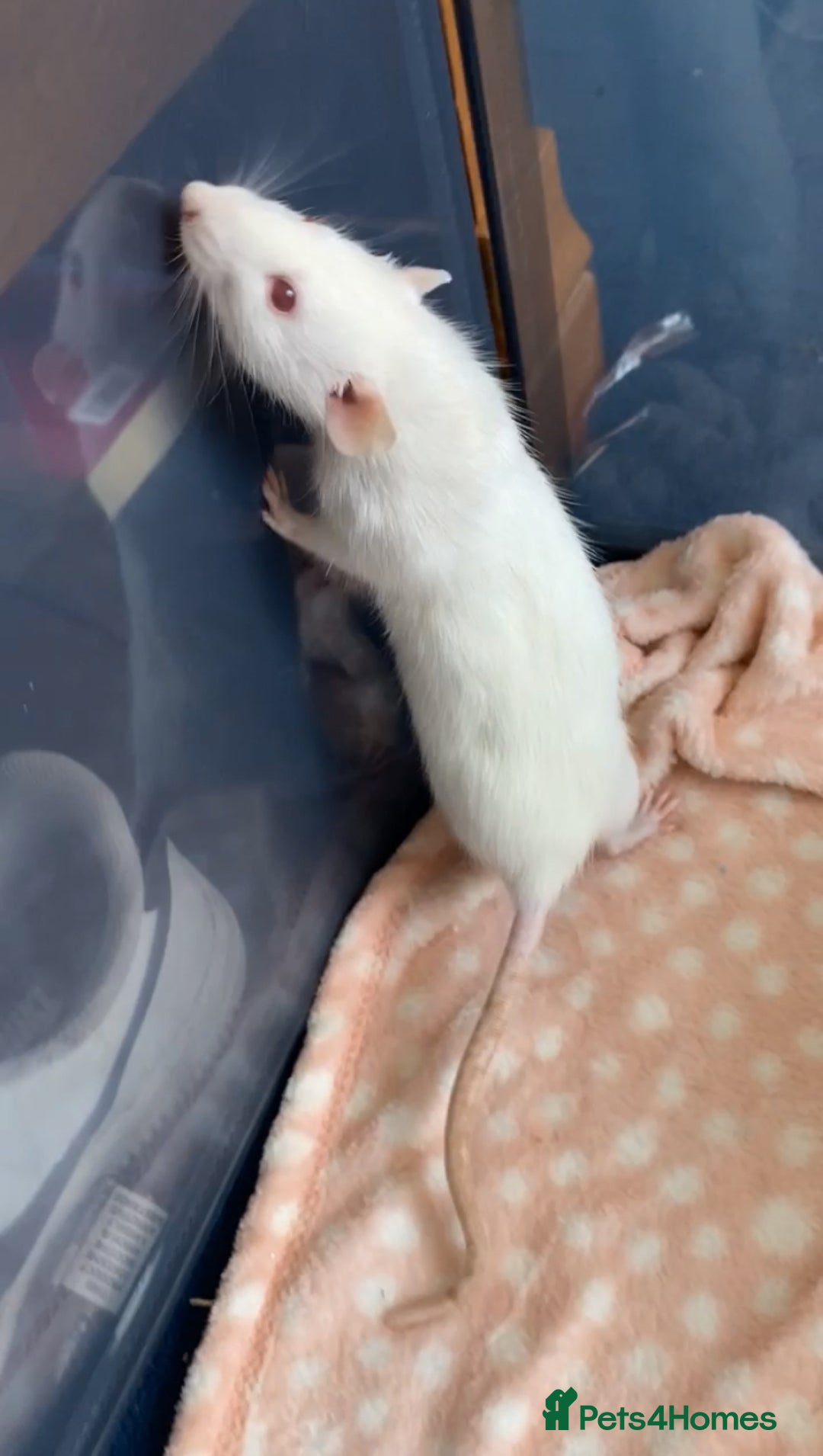 Rat rodents for sale: 3 Female Rats - Image 4
