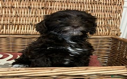 Cockapoo dogs for sale: Beautiful Rare Colour Cockapoo  - Image 10