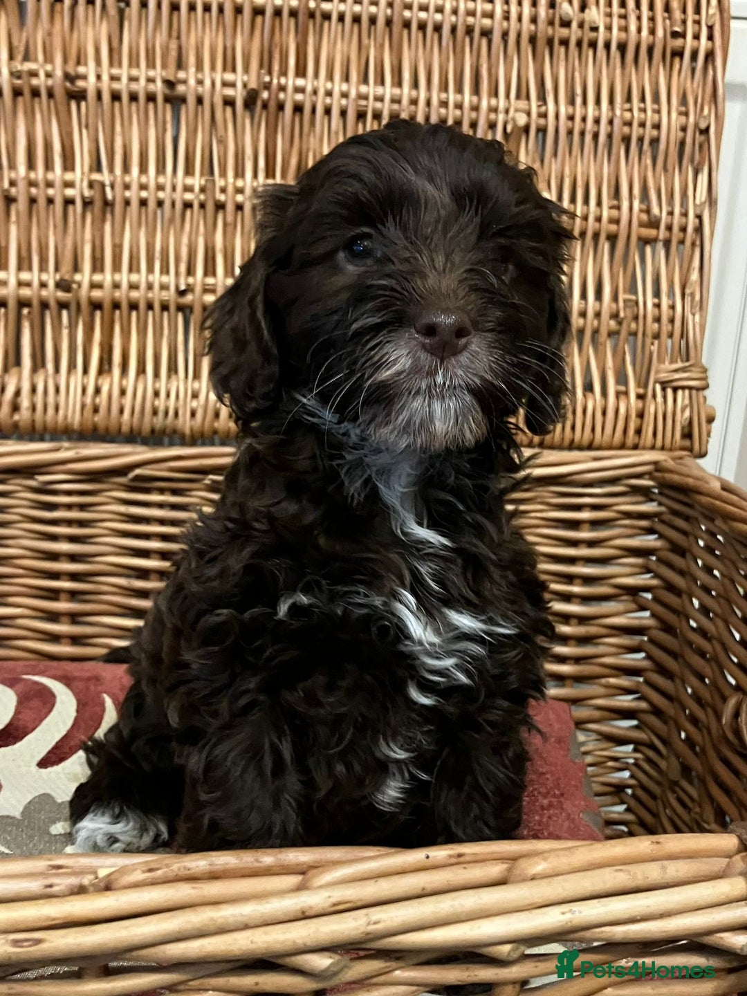 Cockapoo dogs for sale: Beautiful Rare Colour Cockapoo  - Image 10