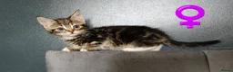 Mixed Breed cats for sale: Beautiful kittens £80 each  - Advert 4