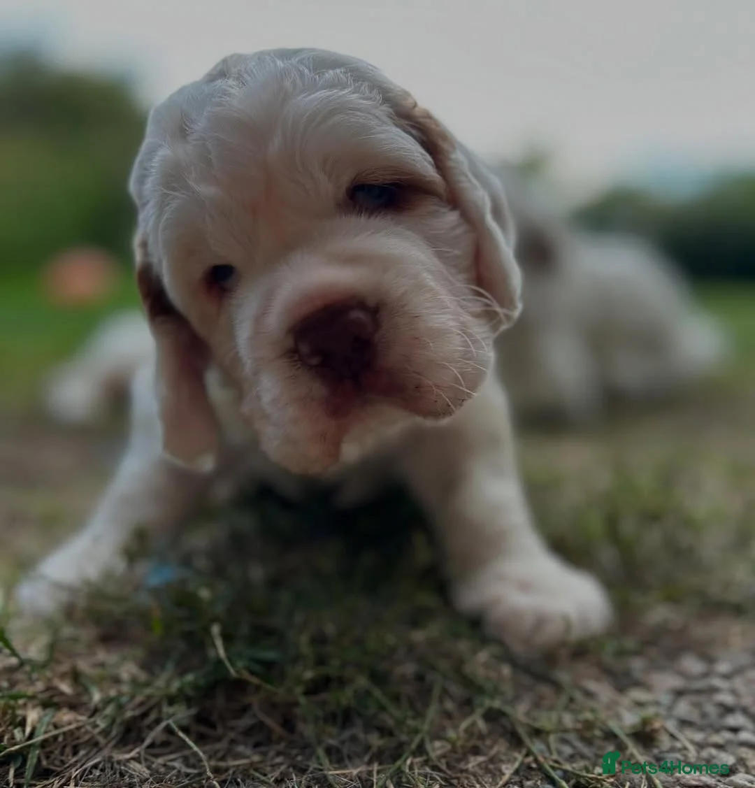 Clumber Spaniel dogs for sale: Spaniel Puppies available. in Troon - Advert 9