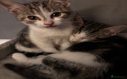 American Shorthair cats for sale: American short hair tabby kittens - Image 7