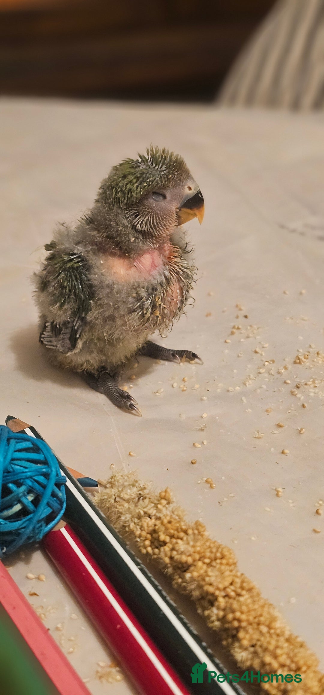 Lovebirds birds for sale: 3 Baby lovebirds - Advert 4