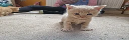 Mixed Breed cats for sale: 3 Beautiful BSH x Ragdoll Kittens in Bournemouth - Advert 2