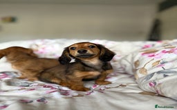 Dachshund dogs for sale: Kc . Reg. miniature longhair dachshund puppies  - Image 12