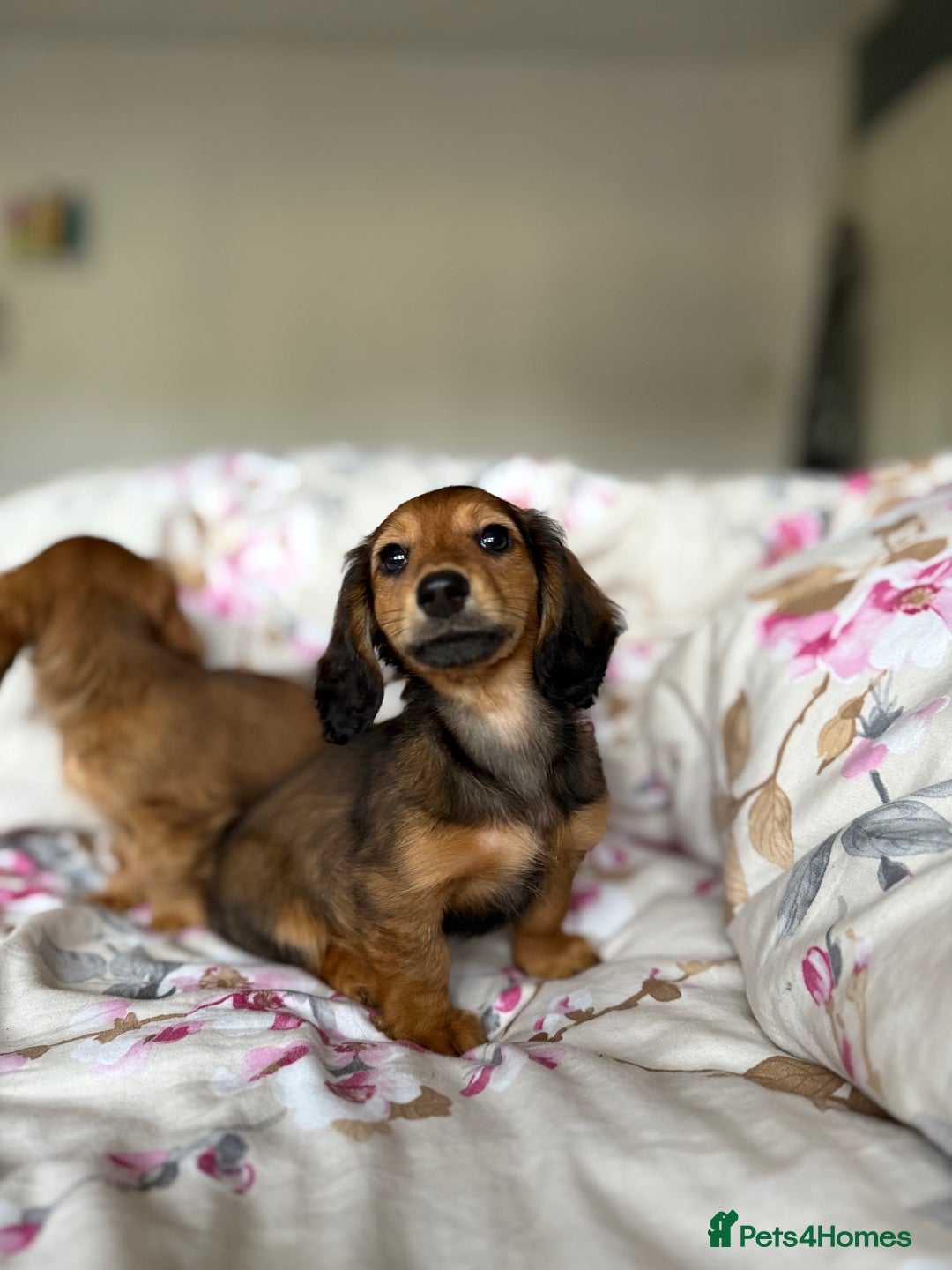 Dachshund dogs for sale: Kc . Reg. miniature longhair dachshund puppies  - Image 12